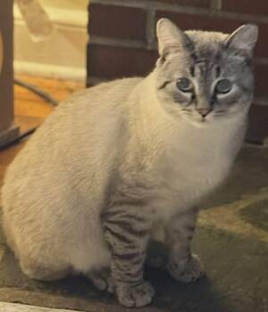 Rescue Siamese Cats for Adoption in Newark, New Jersey - Romeo | PetCurious