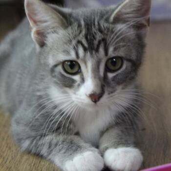 Catalina -  Domestic Short Hair Cat for Adoption in Tustin, California - Catalina | PetCurious