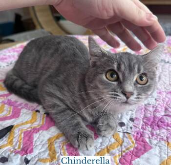 Chinderella -  Domestic Short Hair Cat for Adoption in Berkeley Springs, West Virginia - Chinderella | PetCurious