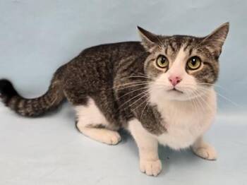 Milk -  Domestic Short Hair Cat for Adoption in Minneapolis, Minnesota - Milk | PetCurious