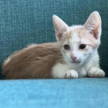 Bagel -  Domestic Short Hair Cat for Adoption in Liverpool, Texas - Bagel | PetCurious