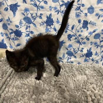 A612014 -  Domestic Short Hair Cat for Adoption in Modesto, California - A612014 | PetCurious