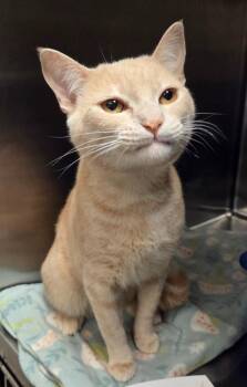 Domestic Short Hair Cats Available for Adoption in Ocala, Florida - Patchouli (Petsmart) | PetCurious