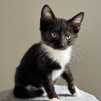 Rescue Domestic Short Hair Cats for Adoption in Boerne, Texas - Class Clown | PetCurious