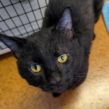 Noa -  Domestic Short Hair Cat for Adoption in Brockport, New York - Noa | PetCurious