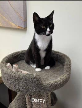Rescue Domestic Short Hair Cats for Adoption in Rochester, New York - Darcy | PetCurious