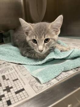 DINO -  Domestic Short Hair Cat for Adoption in Hagerstown, Maryland - DINO | PetCurious