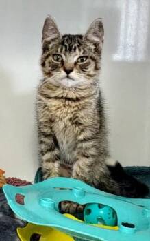 Pinna -  Domestic Short Hair Cat for Adoption in Hutchinson, Minnesota - Pinna | PetCurious