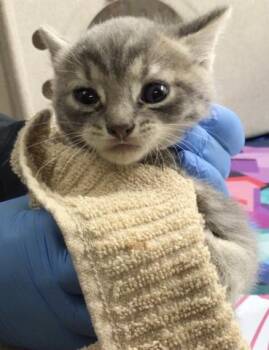 Domestic Short Hair Cats Available for Adoption - JOJO | PetCurious