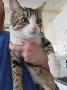GANGSTER -  Domestic Short Hair Cat for Adoption in Camarillo, California - GANGSTER | PetCurious