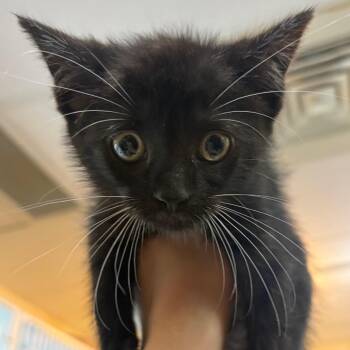 Licorice -  Domestic Short Hair Cat for Adoption in Chattanooga, Tennessee - Licorice | PetCurious