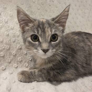 Melody -  Domestic Short Hair Cat for Adoption in Lauderdale, Minnesota - Melody | PetCurious