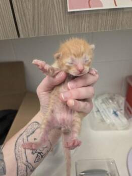 Garlic Bread -  Domestic Short Hair Cat for Adoption in Kansas City, Missouri - Garlic Bread | PetCurious