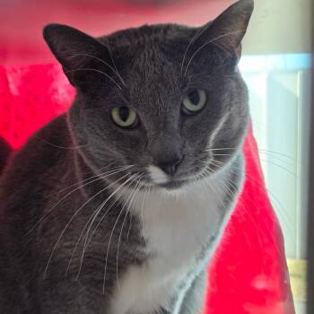 Domestic Short Hair Cats Available for Adoption - October | PetCurious