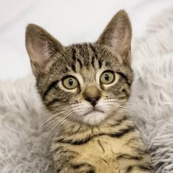 Chiad -  Domestic Short Hair Cat for Adoption in Camano, Washington - Chiad | PetCurious