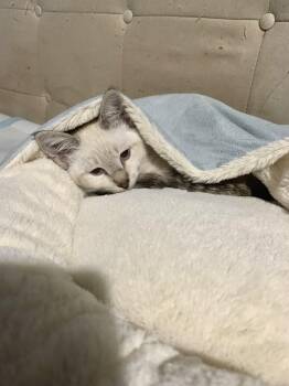 Rescue Siamese Cats for Adoption - Rocky | PetCurious