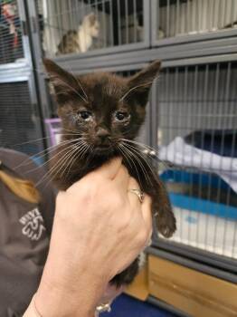 Maleficent -  Domestic Short Hair Cat for Adoption in Johnson City, Tennessee - Maleficent | PetCurious