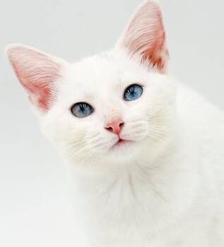 Sugar is just WOW sweeter than sweet and wow gorgeous -  Siamese Cat for Adoption in Bedford Hills, New York - Sugar Is Just WOW Sweeter Than Sweet And Wow Gorgeous | PetCurious