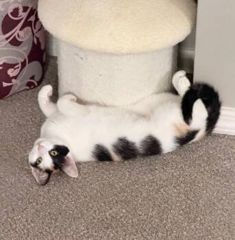 Nami -  Domestic Short Hair Cat for Adoption in North Babylon, New York - Nami | PetCurious