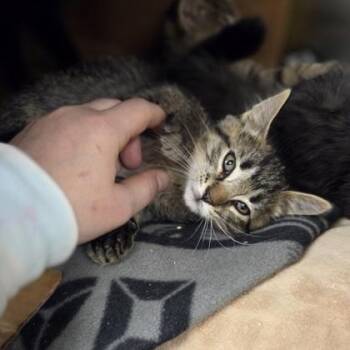 Stu -  Domestic Short Hair Cat for Adoption in Westland, Michigan - Stu | PetCurious
