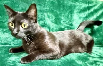 Nola -  Domestic Short Hair Cat Available for Adoption in Gary, Indiana - Nola | PetCurious