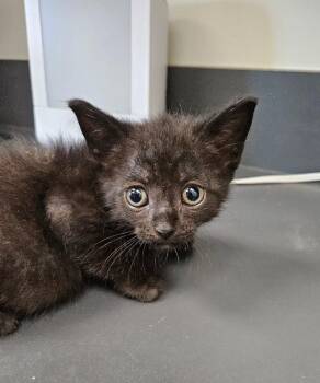 Lucky Charms -  Domestic Short Hair Cat for Adoption in Disputanta, Virginia - Lucky Charms | PetCurious