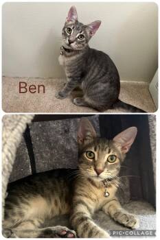 Ben 2 -  Tabby Cat for Adoption in Burnaby, British Columbia - Ben 2 | PetCurious