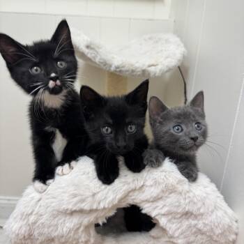 Char -  Domestic Short Hair Cat for Adoption - Char | PetCurious