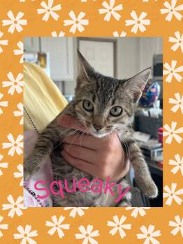 Rescue Tabby Cats for Adoption in Lebanon, Missouri - Squeaky | PetCurious