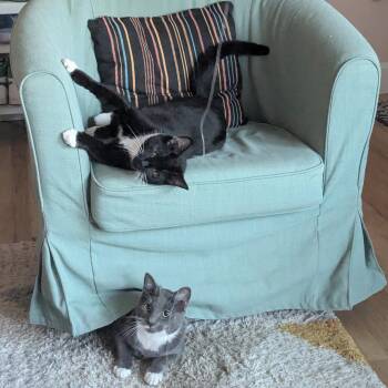 Junior and Granite -  Domestic Short Hair Cat for Adoption in Seattle, Washington - Junior And Granite | PetCurious