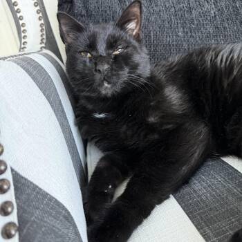 Domestic Short Hair Cats Available for Adoption in Pompano Beach, Florida - Enzo | PetCurious