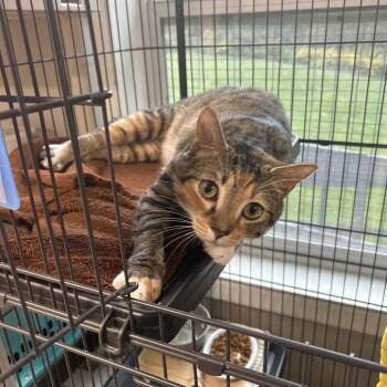 Blanche -  Domestic Short Hair Cat for Adoption in Attica, New York - Blanche | PetCurious