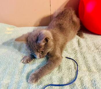 Dusk -  Domestic Short Hair Cat for Adoption in Nashville, Georgia - Dusk | PetCurious