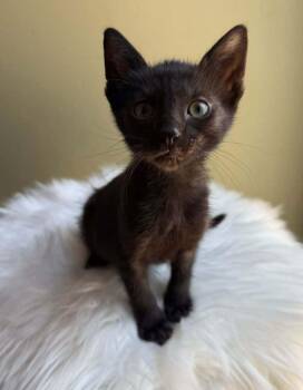 Sprinkles 3 -  Domestic Short Hair Cat for Adoption in Tucson, Arizona - Sprinkles 3 | PetCurious