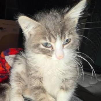 Entei -  Domestic Short Hair Cat for Adoption in Shinnston, West Virginia - Entei | PetCurious