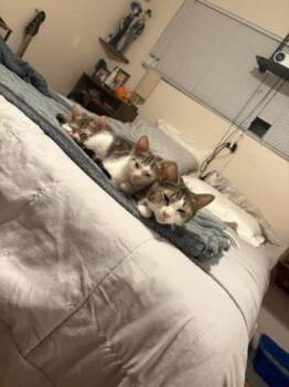June Carter -  Domestic Short Hair Cat for Adoption in Los Angeles, California - June Carter | PetCurious