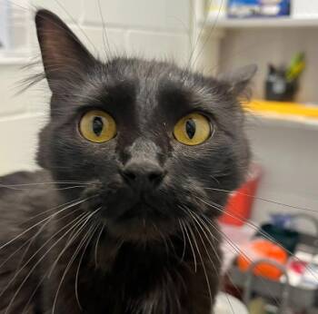 Maxine -  Domestic Medium Hair Cat Available for Adoption in Golden, Colorado - Maxine | PetCurious