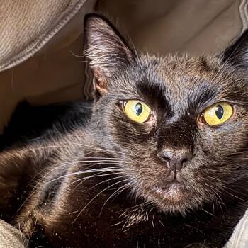 Domestic Short Hair Cats Available for Adoption - Ally | PetCurious