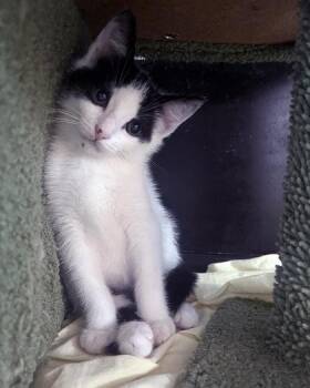 Marsh -  Domestic Short Hair Cat Available for Adoption in West Chester, Pennsylvania - Marsh | PetCurious