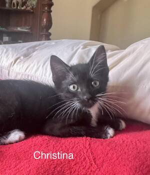 Domestic Short Hair Cats Available for Adoption in Zephyrhills, Florida - Christina (new) | PetCurious