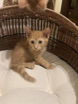 Julius (1639) -  Domestic Short Hair Cat for Adoption in Zephyrhills, Florida - Julius (1639) | PetCurious