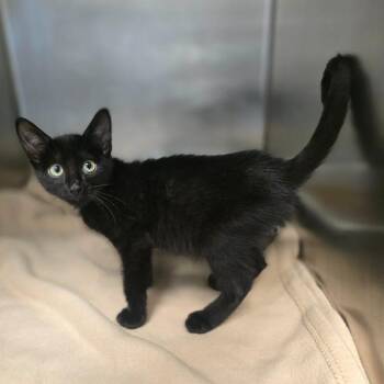 Bacon Bits -  Domestic Short Hair Cat for Adoption in Eagle Mountain, Utah - Bacon Bits | PetCurious