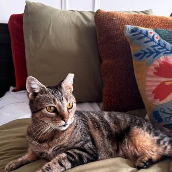 Dolly -  Tabby Cat for Adoption - Dolly | PetCurious