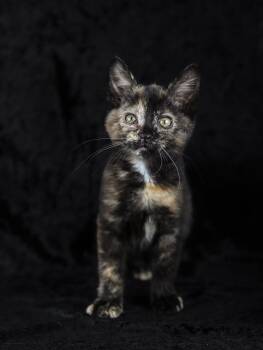 Elektra -  Domestic Long Hair Cat for Adoption in Lewisburg, Tennessee - Elektra | PetCurious