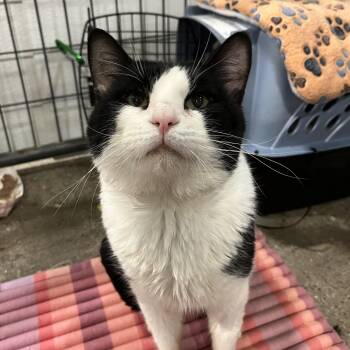 Cookie -  Domestic Short Hair Cat for Adoption in Columbus, Ohio - Cookie | PetCurious