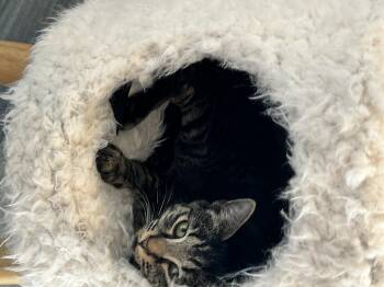 Rescue Tabby Cats for Adoption in Monroe, North Carolina - June | PetCurious