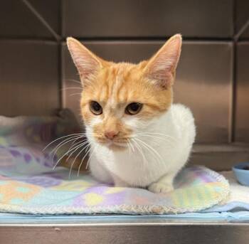Astrid -  Domestic Short Hair Cat for Adoption in Black Eagle, Montana - Astrid | PetCurious