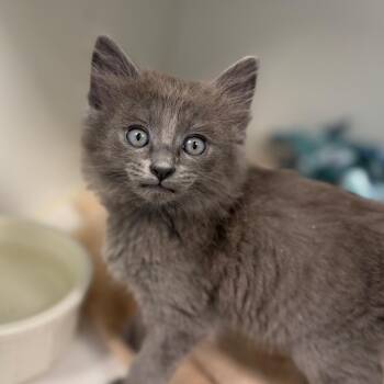 Domestic Short Hair Cats Available for Adoption in Tulsa, Oklahoma - Patty Melt | PetCurious