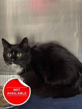 Rescue Domestic Medium Hair and Domestic Short Hair Cats for Adoption in Lowell, Massachusetts - Princess Bubblegum | PetCurious