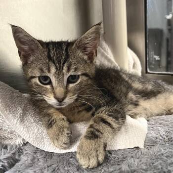 Cream Soda -  Domestic Short Hair Cat for Adoption in York, Pennsylvania - Cream Soda | PetCurious